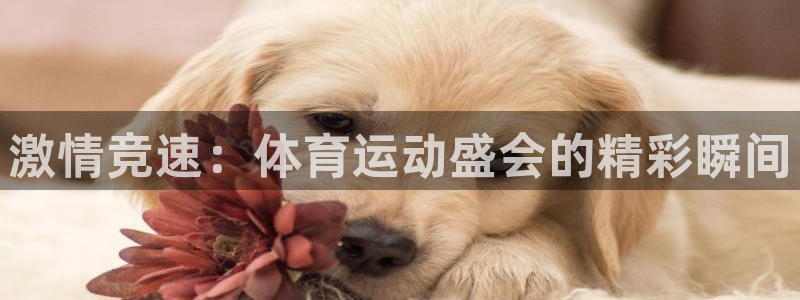  竞技宝官网入口下载：激情竞速：体育运动盛会的精彩瞬间
