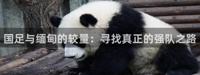 蜘蛛nba免费直播在线直播：国足与缅甸的较量：寻找真正的强队之路